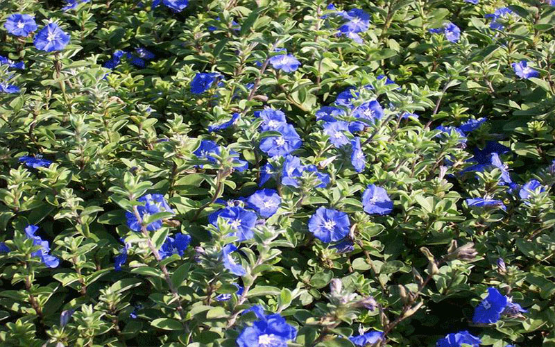 GARDEN CENTER NORTH FORT MYERS