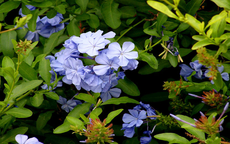 GARDEN CENTER NORTH FORT MYERS