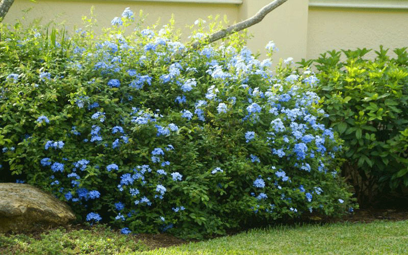 GARDEN CENTER NORTH FORT MYERS