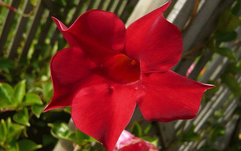 GARDEN CENTER NORTH FORT MYERS