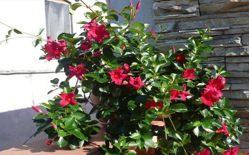 GARDEN CENTER NORTH FORT MYERS