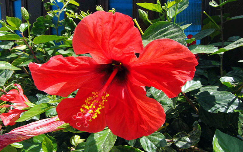 GARDEN CENTER NORTH FORT MYERS