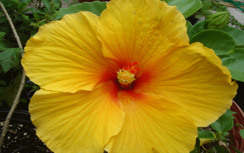 GARDEN CENTER NORTH FORT MYERS