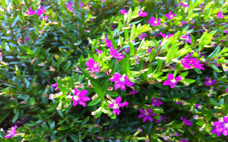 GARDEN CENTER NORTH FORT MYERS