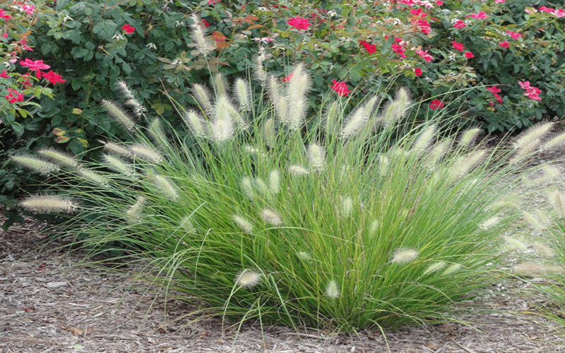 GARDEN CENTER NORTH FORT MYERS