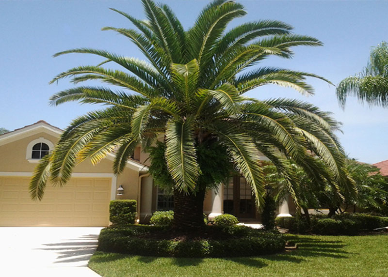 GARDEN CENTER NORTH FORT MYERS