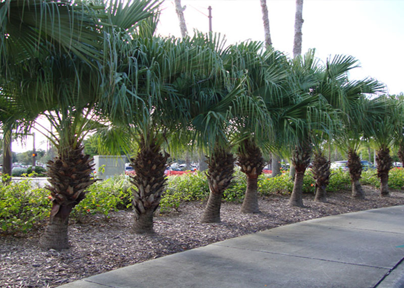 GARDEN CENTER NORTH FORT MYERS