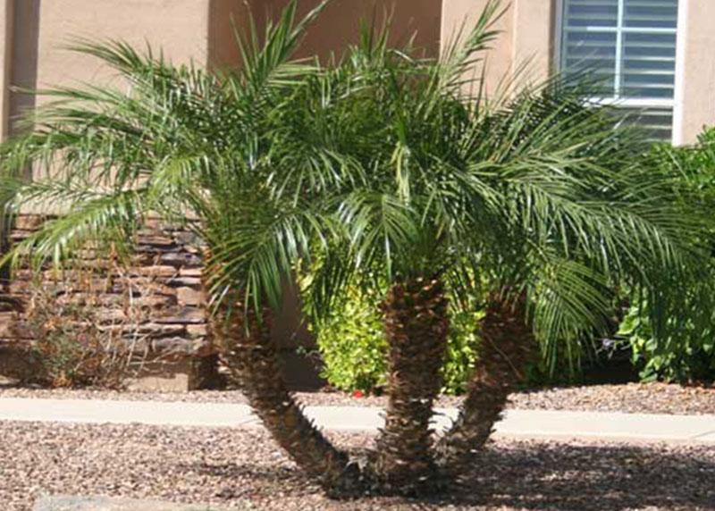 GARDEN CENTER NORTH FORT MYERS