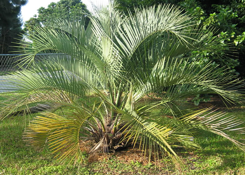 GARDEN CENTER NORTH FORT MYERS
