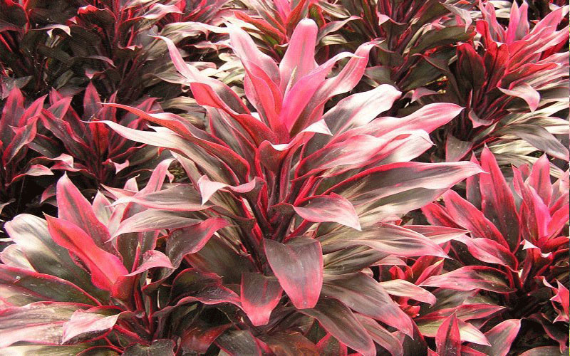 GARDEN CENTER NORTH FORT MYERS