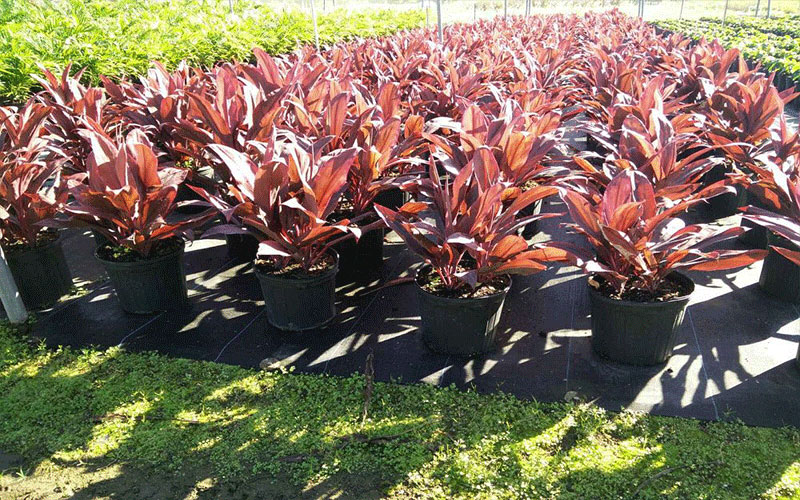 GARDEN CENTER NORTH FORT MYERS