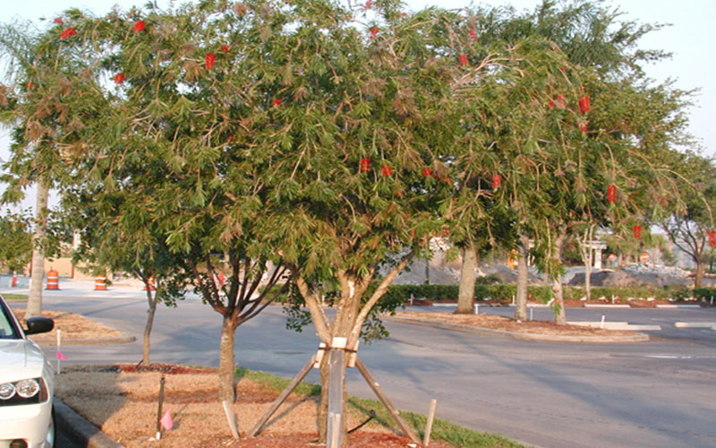 GARDEN CENTER NORTH FORT MYERS