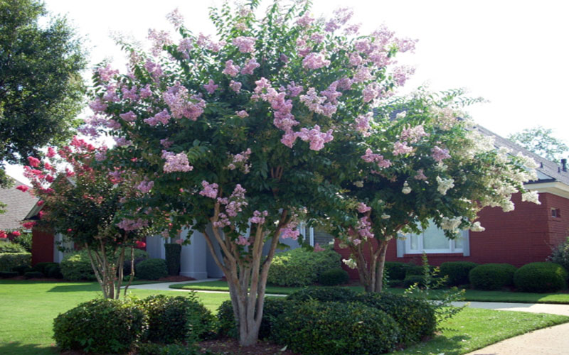 GARDEN CENTER NORTH FORT MYERS
