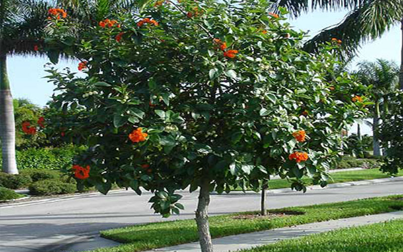GARDEN CENTER NORTH FORT MYERS