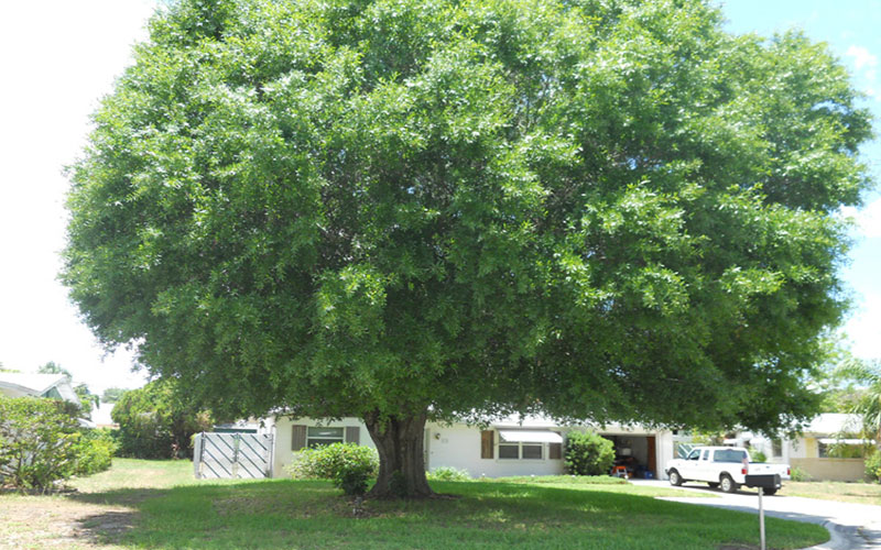 GARDEN CENTER NORTH FORT MYERS