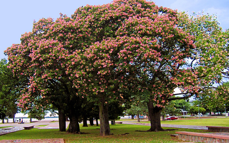 GARDEN CENTER NORTH FORT MYERS