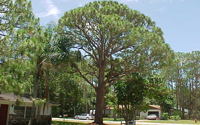 GARDEN CENTER NORTH FORT MYERS