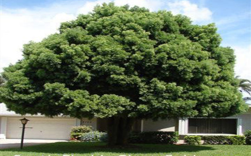 GARDEN CENTER NORTH FORT MYERS