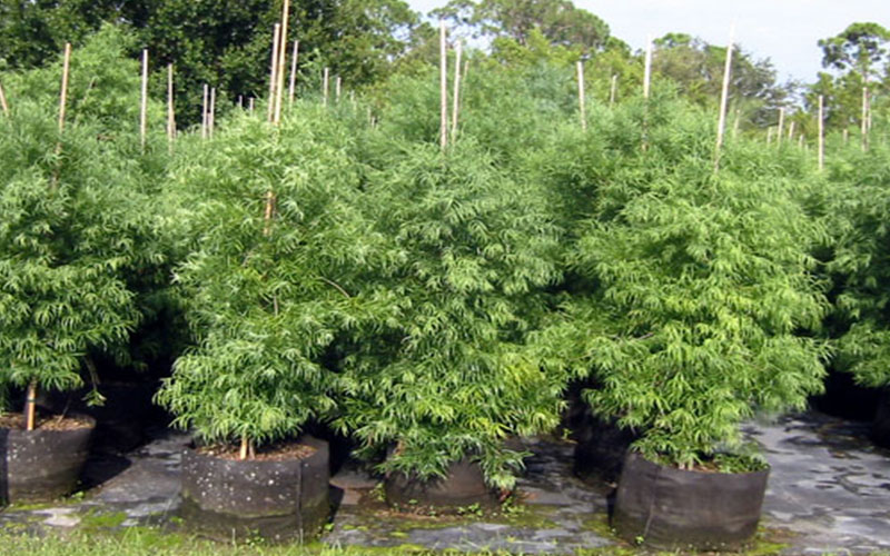 GARDEN CENTER NORTH FORT MYERS