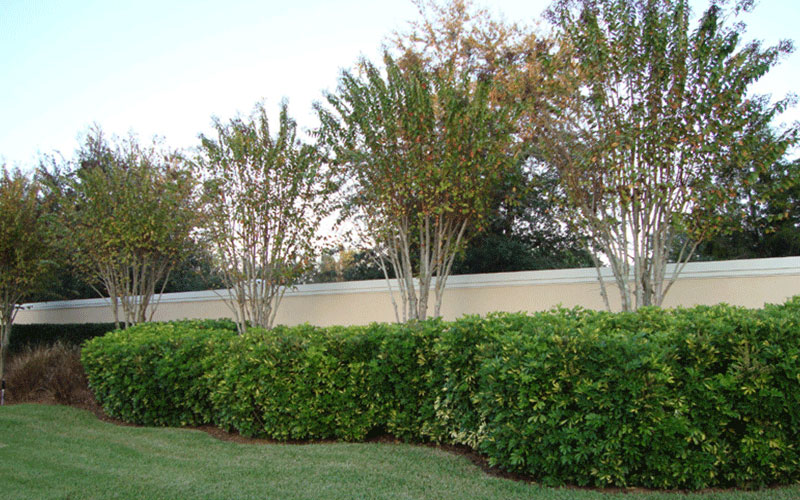 GARDEN CENTER NORTH FORT MYERS