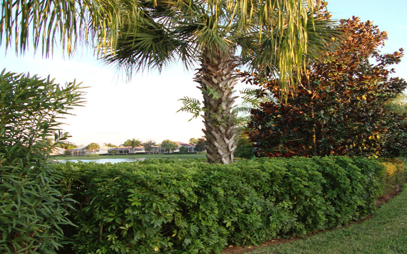 GARDEN CENTER NORTH FORT MYERS