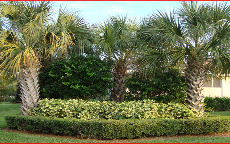 GARDEN CENTER NORTH FORT MYERS