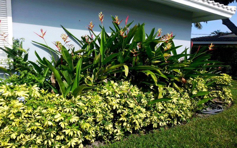 GARDEN CENTER NORTH FORT MYERS