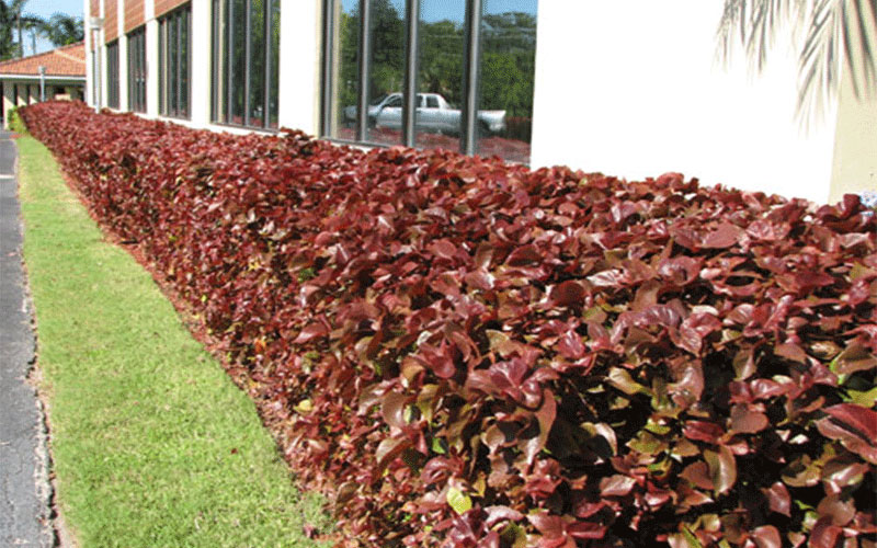GARDEN CENTER NORTH FORT MYERS