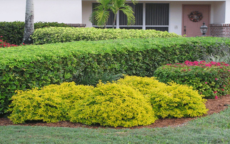 GARDEN CENTER NORTH FORT MYERS