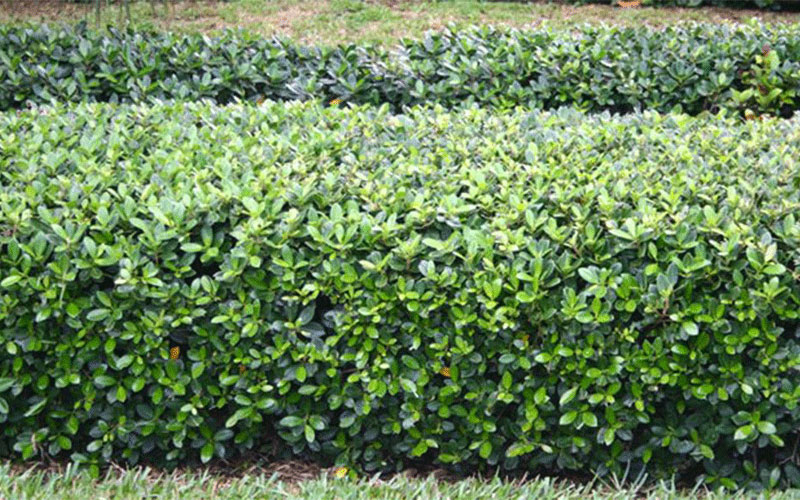 GARDEN CENTER NORTH FORT MYERS