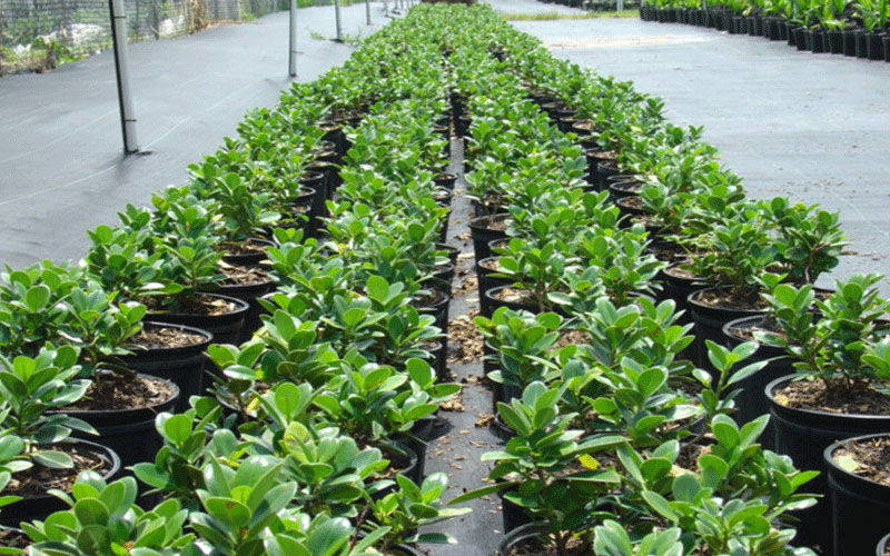 GARDEN CENTER NORTH FORT MYERS