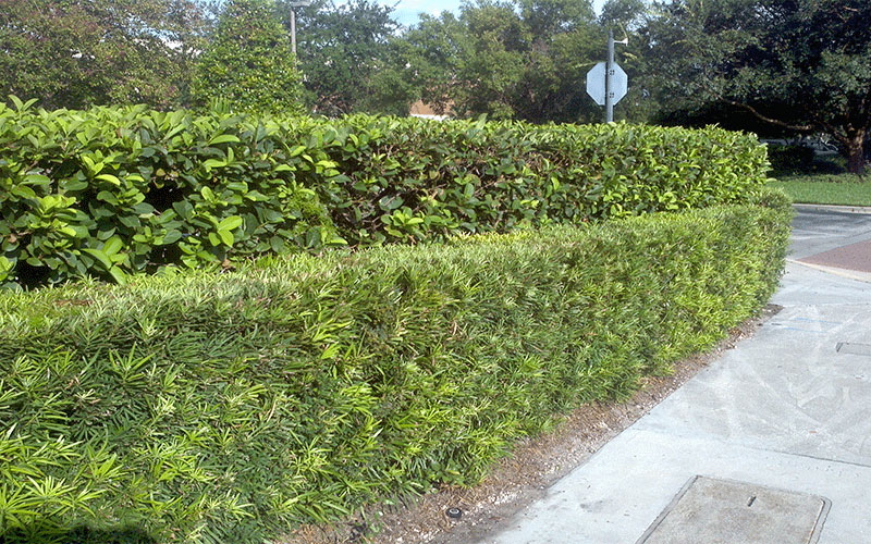 GARDEN CENTER NORTH FORT MYERS
