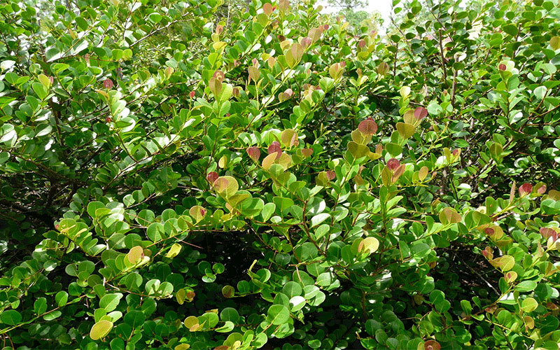 GARDEN CENTER NORTH FORT MYERS