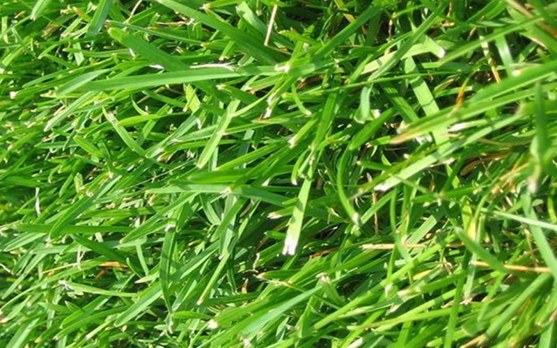 bahia-sod-for-sale