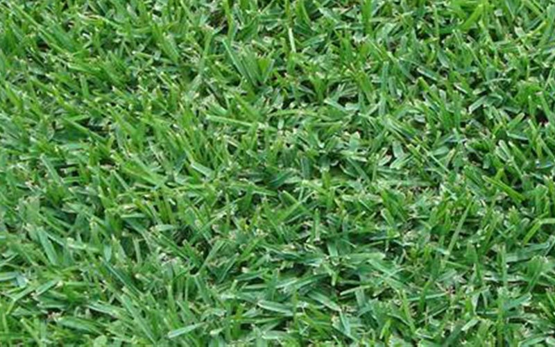 palmetto-sod-for-sale