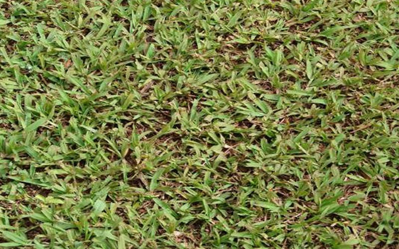 paspalum-sod-for-sale