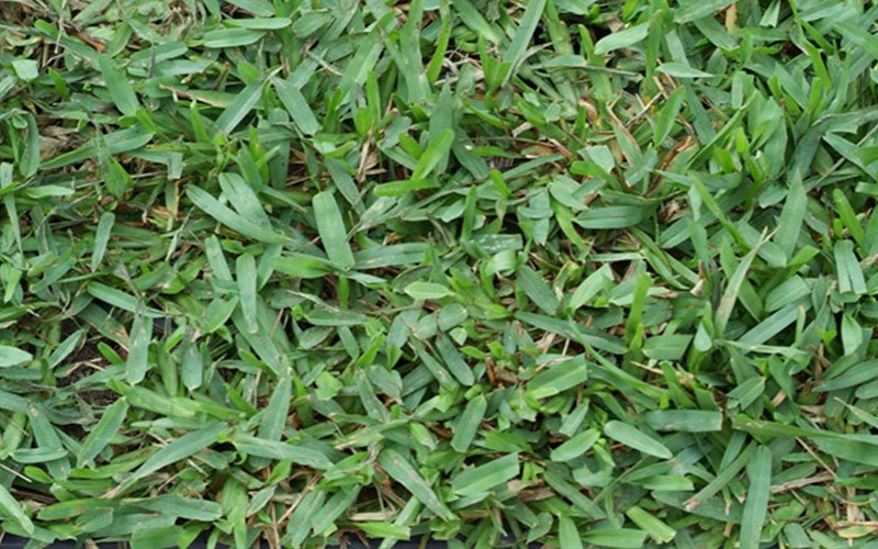 sapphire-sod-for-sale